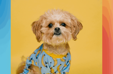 hypoallergenic-dog-breeds