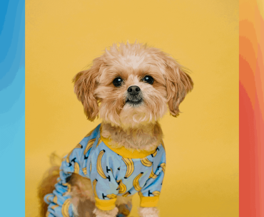 hypoallergenic-dog-breeds