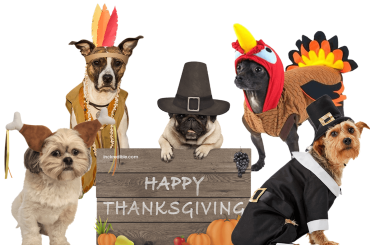 dog-thanksgiving-outfit