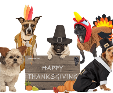 dog-thanksgiving-outfit