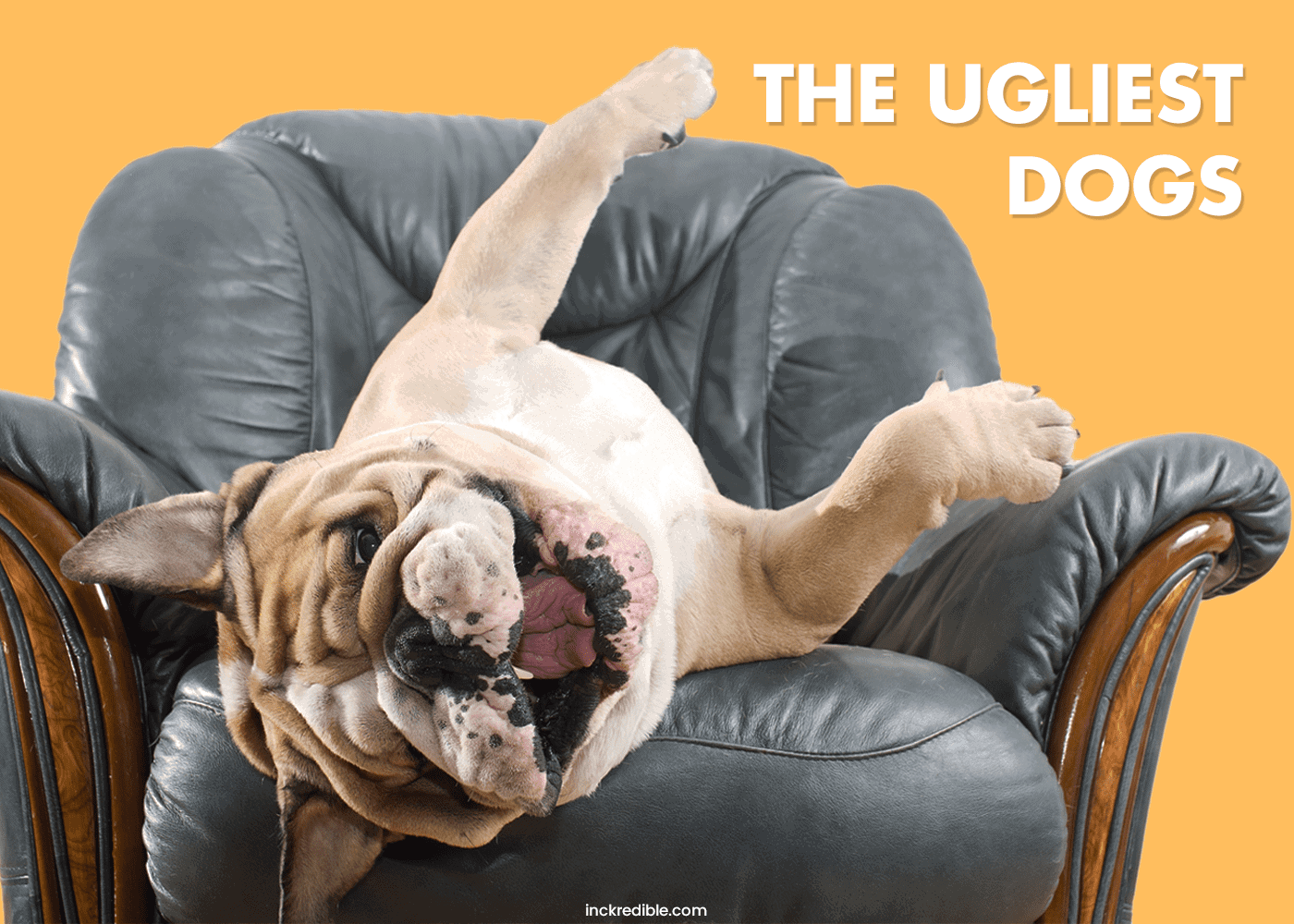 ugliest-dogs-ever