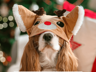 dog-christmas-puns