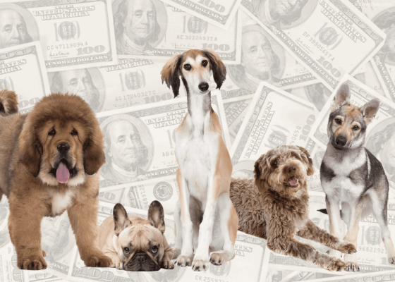 most-expensive-dog-breeds
